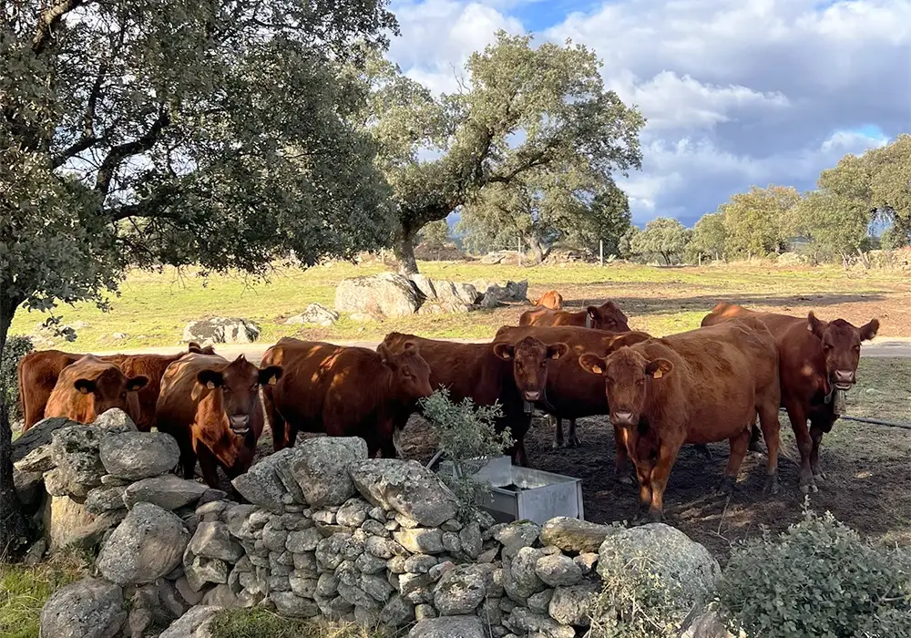 vacas2-countryliving.webp